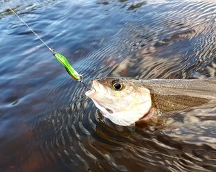 Дзен Все о Рыбалке статистика