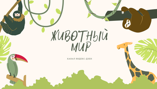 Дзен Животный Мир статистика