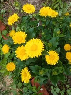 Дзен fedymarina статистика