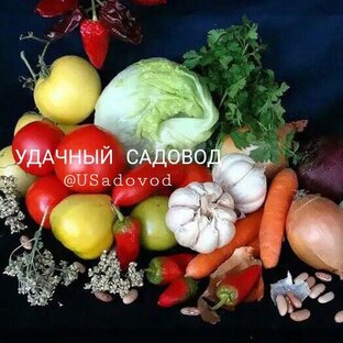 Статистика Дзен УДАЧНЫЙ САДОВОД 