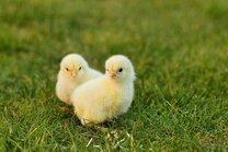 10 способов отучить кур клевать свои яйца и съедать их 🥚🐔🤔 | Курочка | Дзен