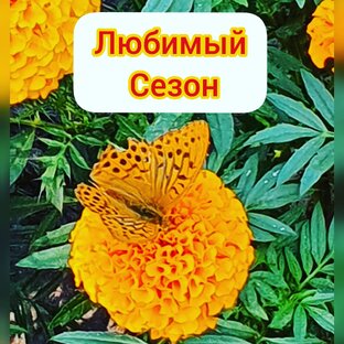 Статистика Дзен ЛЮБИМЫЙ СЕЗОН