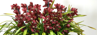 Статистика Дзен M and M Orchids