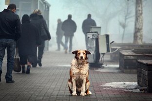 Приют для животных ДОРА Воронеж.