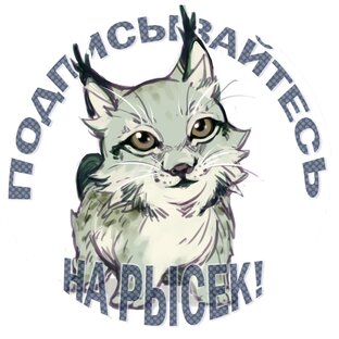 Логотип канала BobCat TV