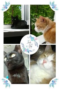 Статистика Дзен Юля и пушистые🐱
