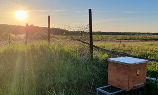 Дзен Пчелки статистика