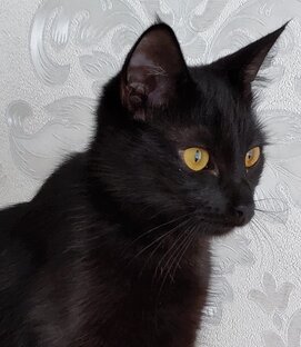 Дзен Кошка Котя по имени "Нура" статистика