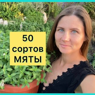 Статистика Дзен Шоколадная МЯТА рассада