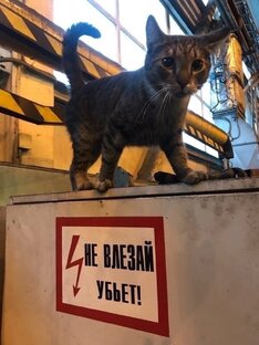 Дзен Фитнес лэнд. Всё о фитнесе! статистика