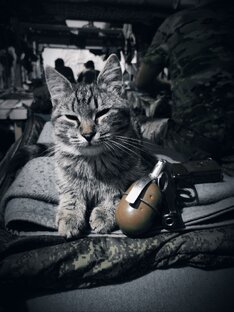 Дзен ВОZМЕZДИЕ статистика