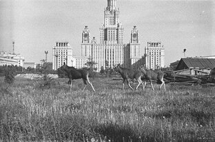 Статистика Дзен Кинотеатр  "СССР"