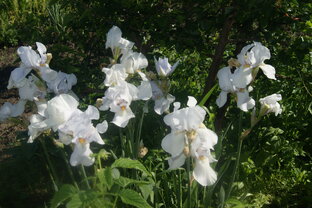 Сад. Огород. Животные.