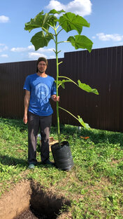 Аллея Павловнии. Посадка, выращивание и уход.