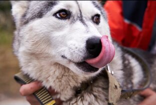 Спасение животных