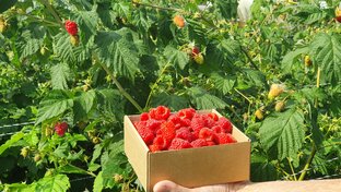 Обзор растюх, покупок, и фермы