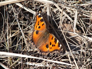 Краски леса