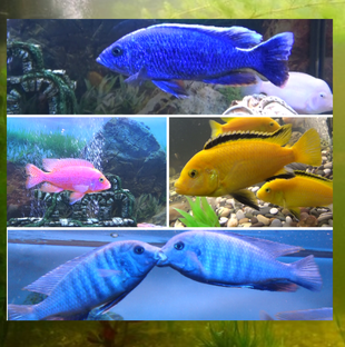 Мой аквариум.