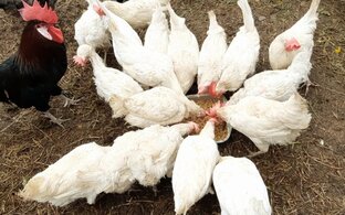 Куры. Бройлеры.🐥🐤🐔🐓