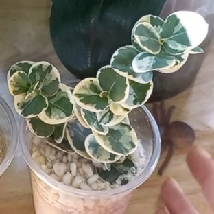 Карисса🌷Комнатные растения