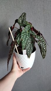 Мои зеленые друзья