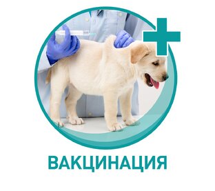  Вакцинация