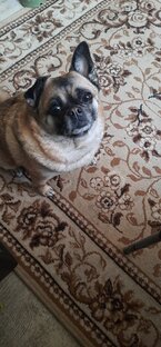 Наши питомцы