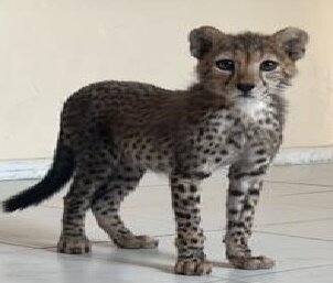 приключения котика Наплотика