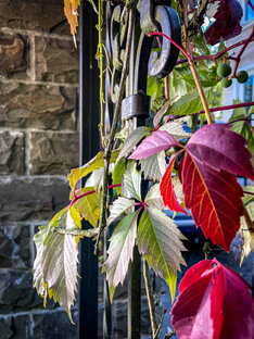 Не цветы: интересные факты 