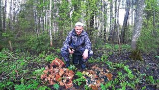 Весенние грибы!