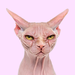 Что за котофей?