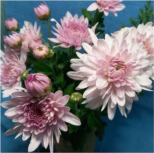 Зимостойкие корейские хризантемы