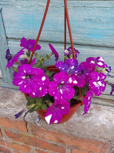 Мои маленькие клумбы