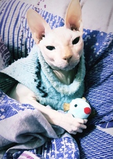 Все про Стича