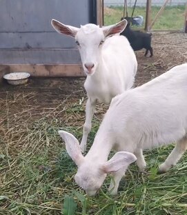 Козочки 🐐