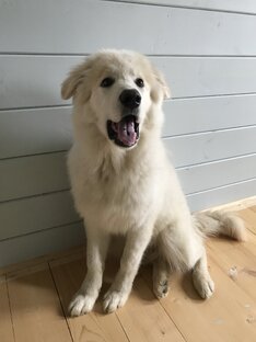 На нас напала хаски!