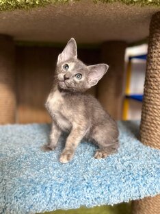 Ориентальная девочка Верона