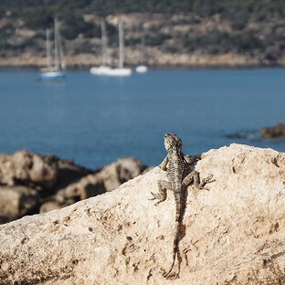 Удивительный мир