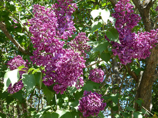 Май 2022 года. Лунный календарь.