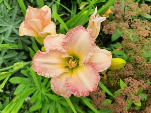 Цветы на моих дачных сотках 💐