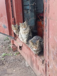 О себе, родных и близких. Ну и всякая всячина