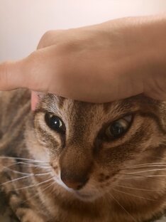 Наши удивительные  коши