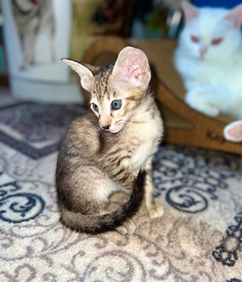 Ориентальная девочка Вивиана