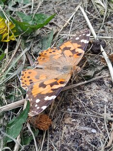 Фото природы