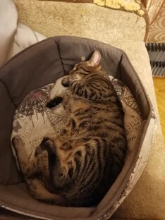 Всё лучшее котикам