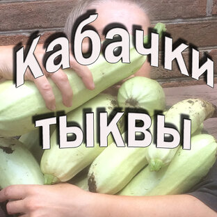 Кабачки, тыквы