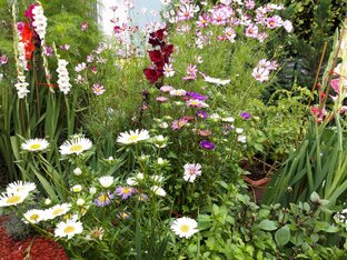 Мой сад и огород в Австрии