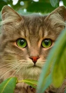 Год Кота (Кролика)