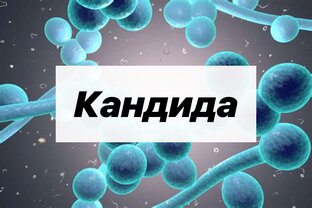 КАНДИДА.