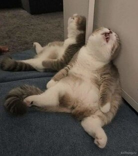 Самые смешные анегдоты